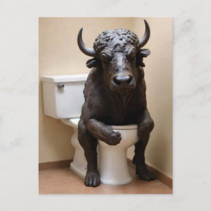 Cartão Postal Búfalo no Vaso Sanitário