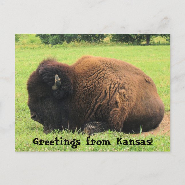 Cartão Postal búfalo, Saudações do Kansas! (Frente)
