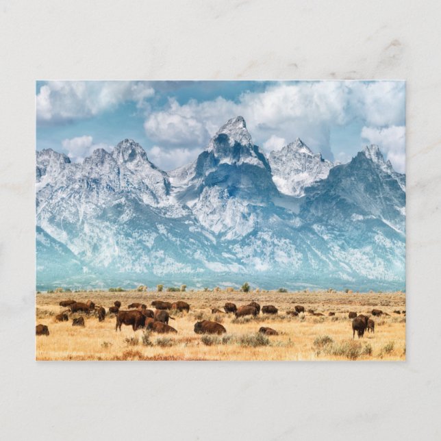 Cartão Postal Buffalo Abaixo das Montanhas Grand Teton (Frente)