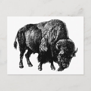 Cartão Postal Buffalo American Bison Vintage Wood Engrenando