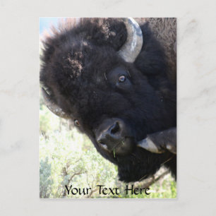 Cartão Postal Buffalo Americano no Parque Nacional de Yellowston