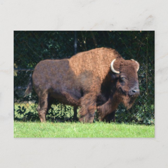 Cartão Postal Buffalo (Bison) Kansas, Oklahoma, Wyoming (Frente)