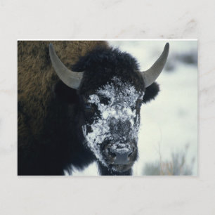 Cartão Postal Buffalo coberto por neve