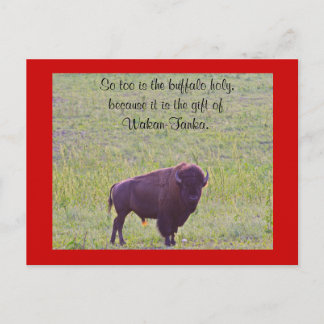 Cartão Postal Buffalo em Lakota Lands