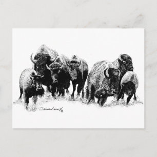 Cartão Postal Buffalo Herd
