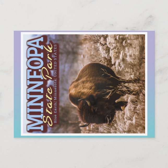 CARTÃO POSTAL BUFFALO - MINNEOPA STATE PARK - MINNESOTA EUA (Frente)