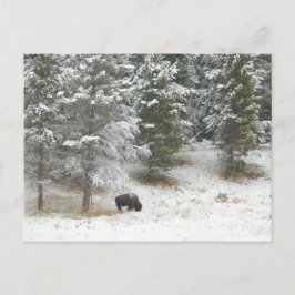 Cartão Postal Buffalo No Parque Nacional De Yellowstone