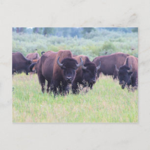 Cartão Postal Buffalo no Parque Nacional Grand Teton