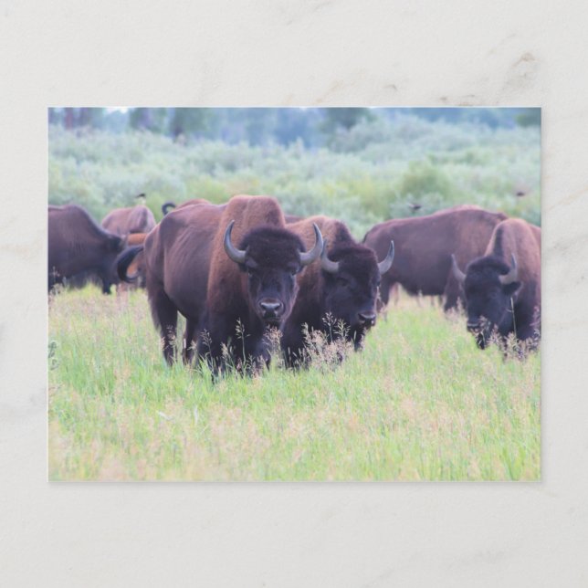 Cartão Postal Buffalo no Parque Nacional Grand Teton (Frente)