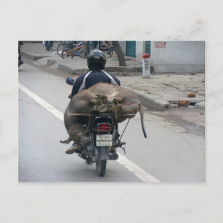 Cartão Postal Buffalo sobre Motobike-Vietnam