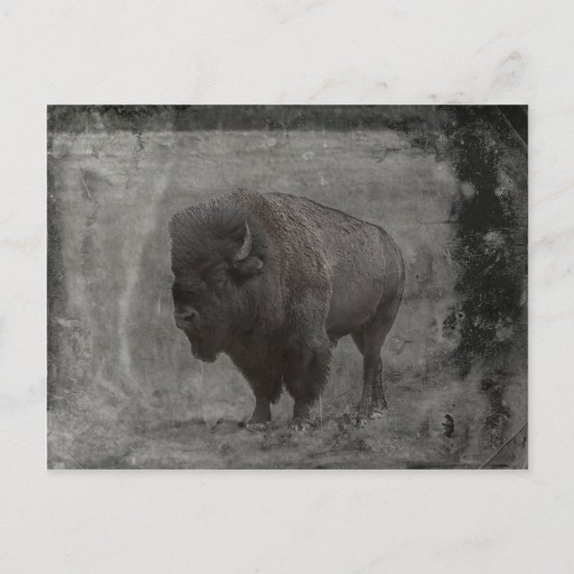 Cartão Postal Buffalo Tintype (Frente)