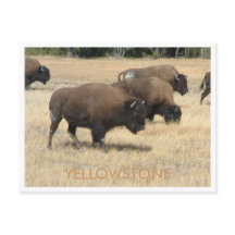 Cartão postal Buffalo Yellowstone