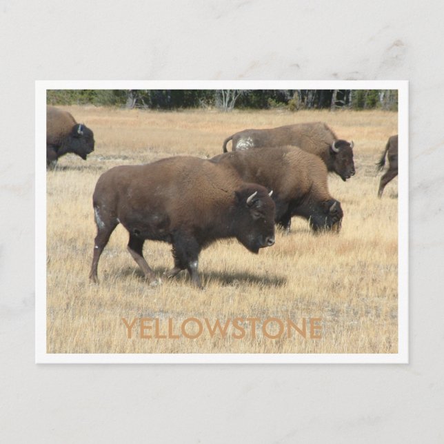 Cartão postal Buffalo Yellowstone (Frente)