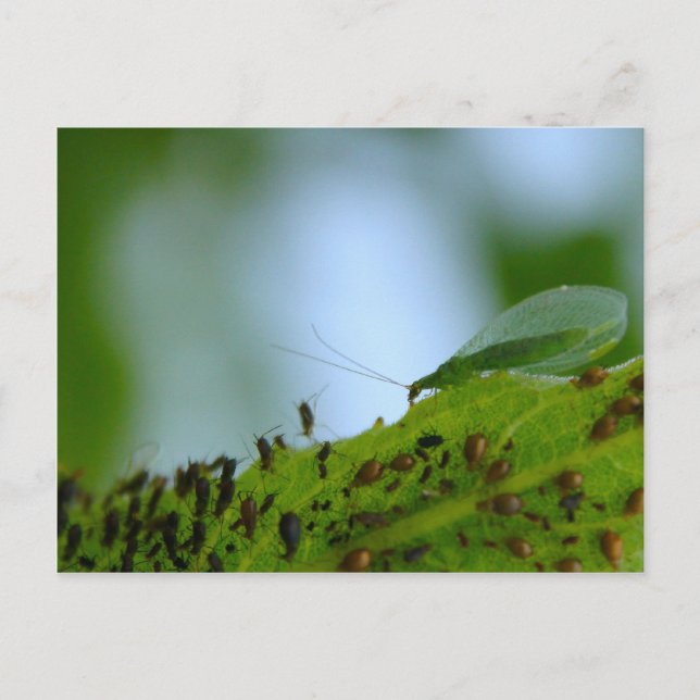 Cartão Postal Buffet de Aphid Verde Lacewing (Frente)