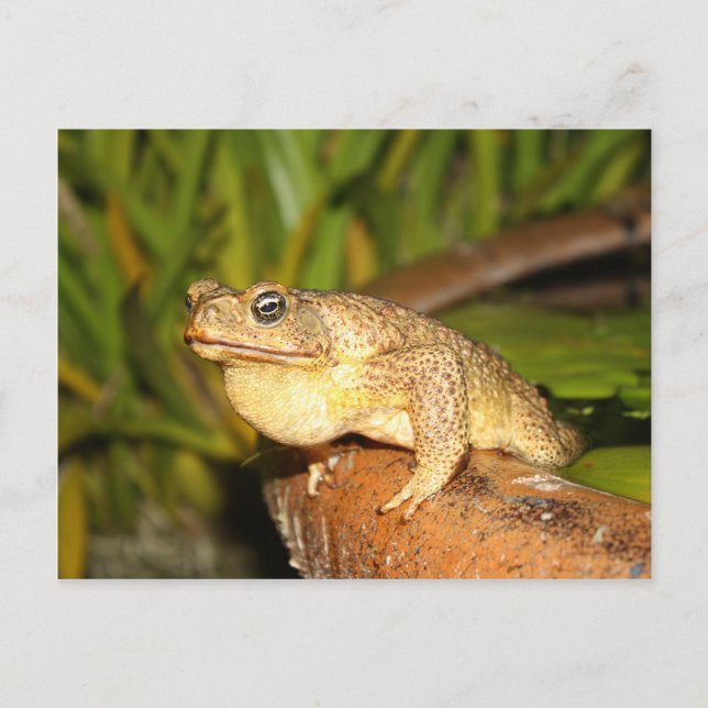 Cartão Postal bufo o sapo (Frente)