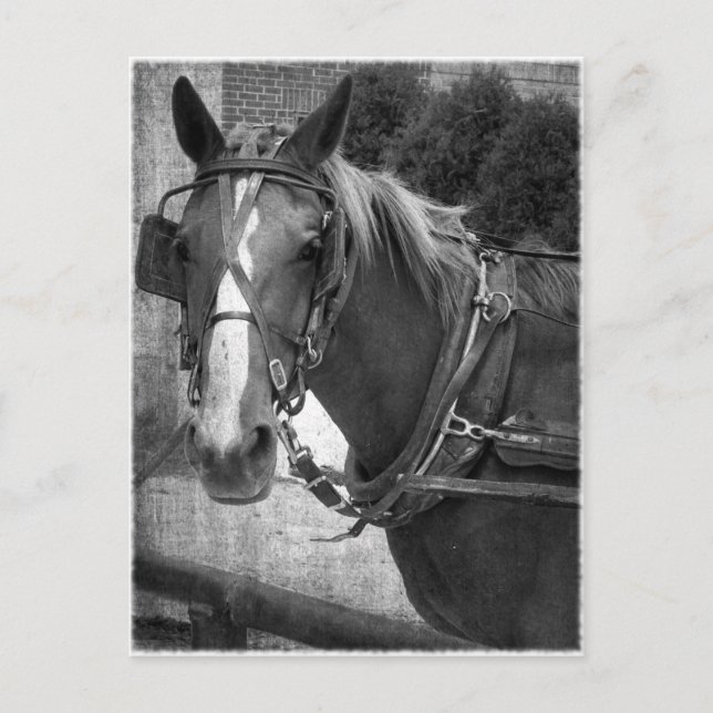 Cartão Postal Buggy Horse no Posto Hitching (Frente)