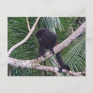 Cartão Postal Bugio e Macaco Bebê na Selva da Costa Rica