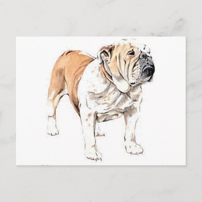 Cartão Postal Buldogue (Frente)