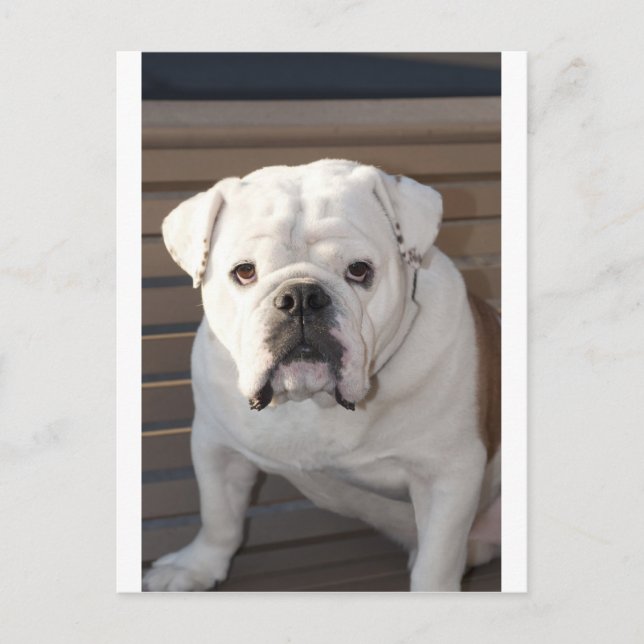 Cartão Postal Buldogue (Frente)