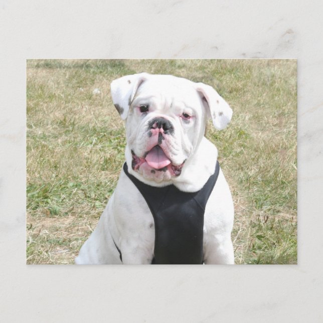 Cartão Postal Buldogue branco (Frente)