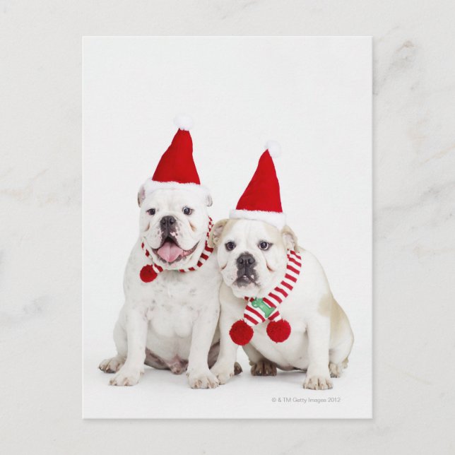 Cartão Postal Buldogue branco (Frente)