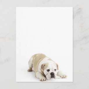 Cartão Postal Buldogue branco e bravo