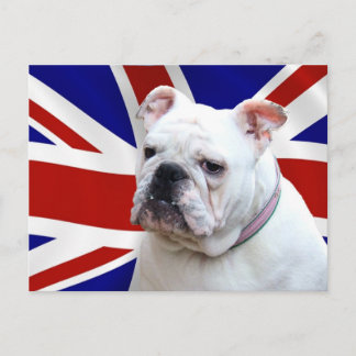 Cartão Postal Buldogue Britânico