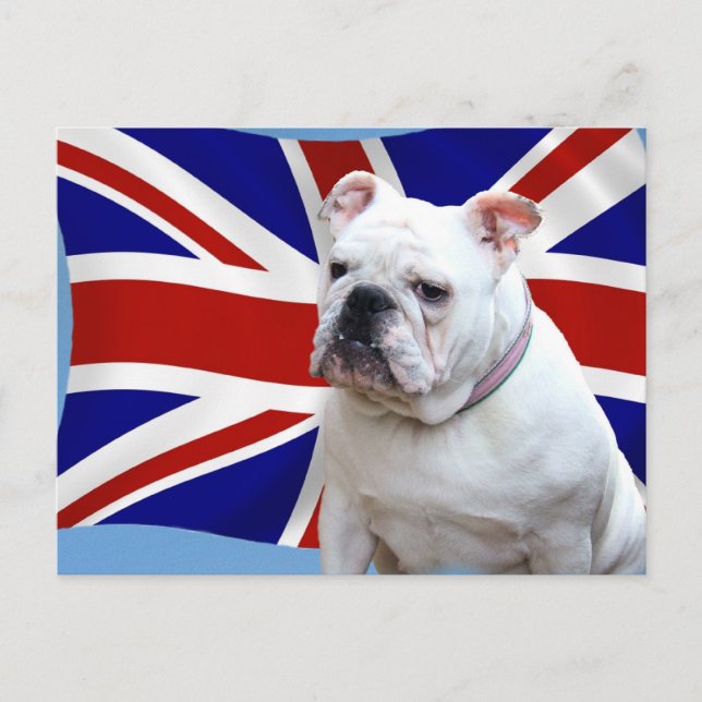 Cartão Postal Buldogue Britânico (Frente)