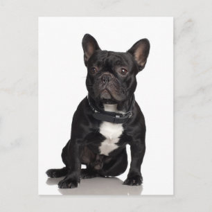Cartão Postal Buldogue Francês