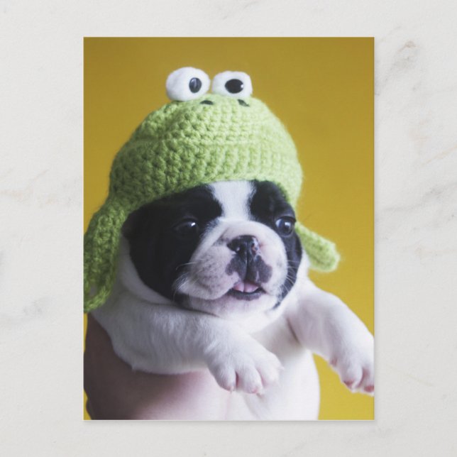 Cartão Postal Buldogue Francês (Frente)