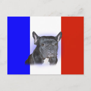Cartão Postal Buldogue Francês