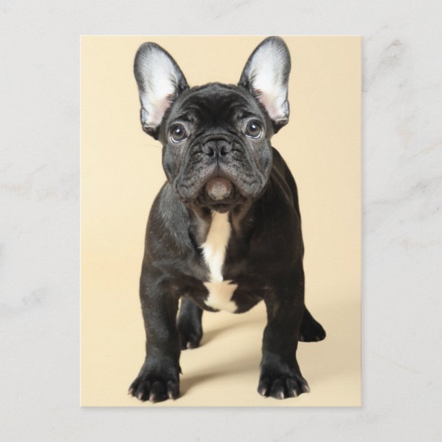 Cartão Postal Buldogue Francês (Frente)