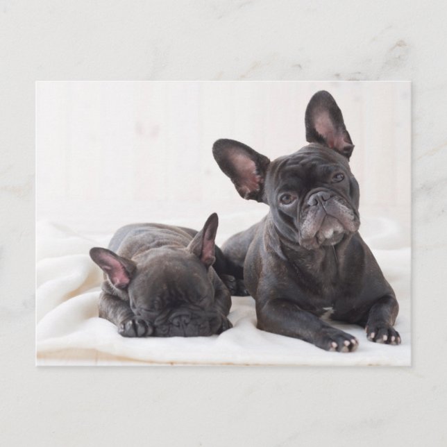 Cartão Postal Buldogue Francês Bonito (Frente)