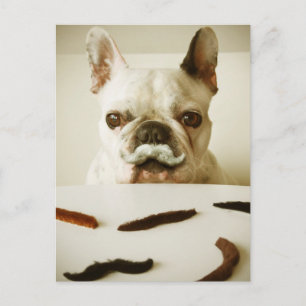 Cartão Postal Buldogue Francês Com bigode
