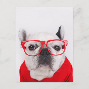 Cartão Postal Buldogue Francês com Óculos e Camisa