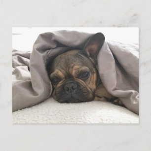 CARTÃO POSTAL BULDOGUE FRANCÊS DESCANSANDO RELAXANDO POSTCROSSIN