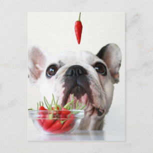 Cartão Postal Buldogue Francês Olhando Para Um Pimenta Vermelho