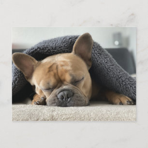 Cartão Postal Buldogue Francês Sono