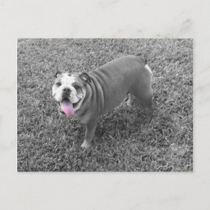 Cartão Postal Buldogue inglês chamado Gucci