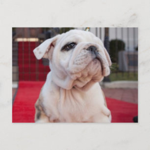 Cartão Postal Buldogue Puppy
