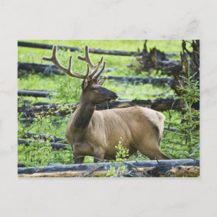 Cartão Postal Bull Elk