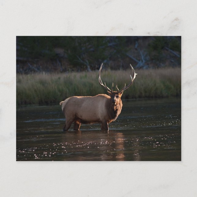 Cartão Postal Bull Elk (Frente)