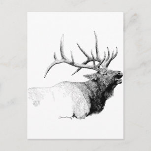 Cartão Postal Bull Elk
