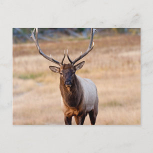 Cartão Postal Bull Elk