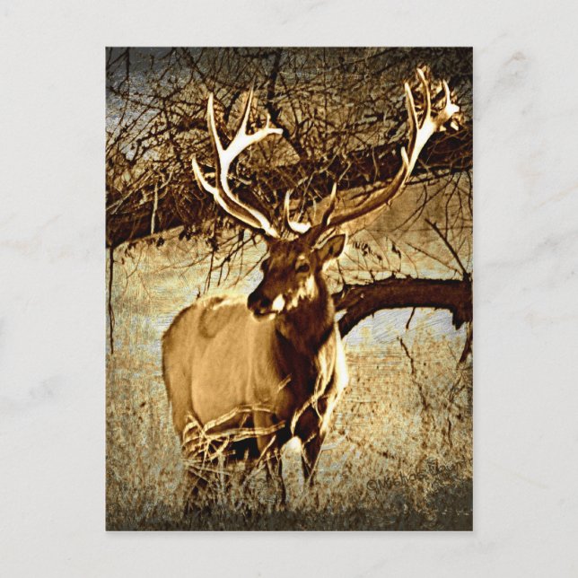 Cartão Postal Bull Elk (Frente)