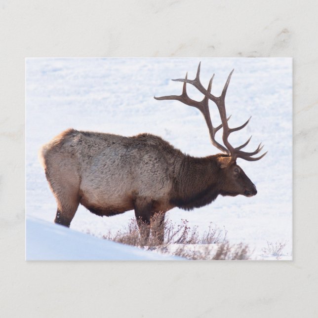 Cartão Postal Bull Elk (Frente)