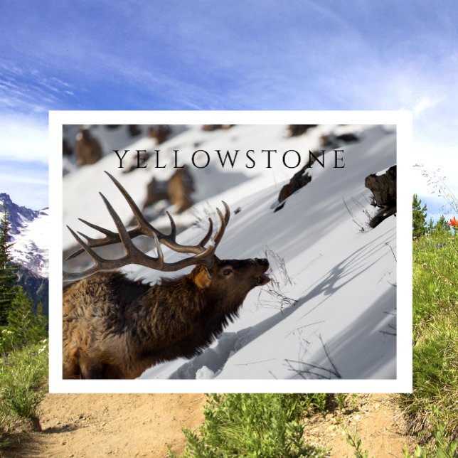 Cartão Postal Bull Elk Grazing, Winter, Yellowstone NP (Criador carregado)