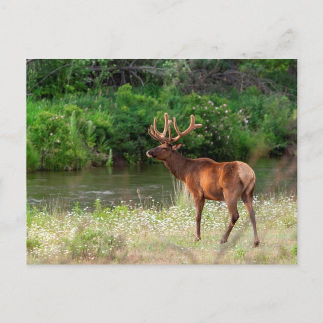 Cartão Postal Bull Elk in the National Bison Range, Montana (Frente)