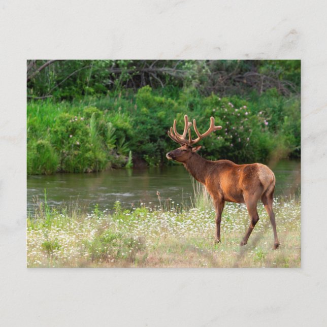 Cartão Postal Bull Elk in the National Bison Range, Montana 2 (Frente)