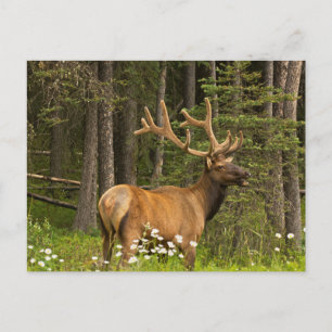 Cartão Postal Bull Elk in Velvet, Canada